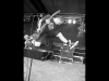 spermbirds-jump-05